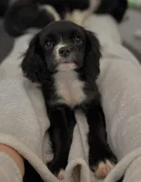Nolan, a male Cavalier King Charles Spaniel for sale in Arkport, NY – 1 of 1