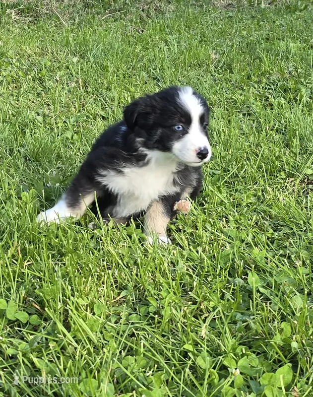 Deja – Australian Shepherd puppy for sale in Arkport, NY