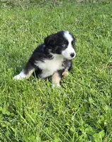 Deja blue eyes, a female Australian Shepherd for sale in Arkport, NY – 1 of 7