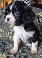 Tiny, a female Cavalier King Charles Spaniel for sale in Arkport, NY – Photo 2 of 2
