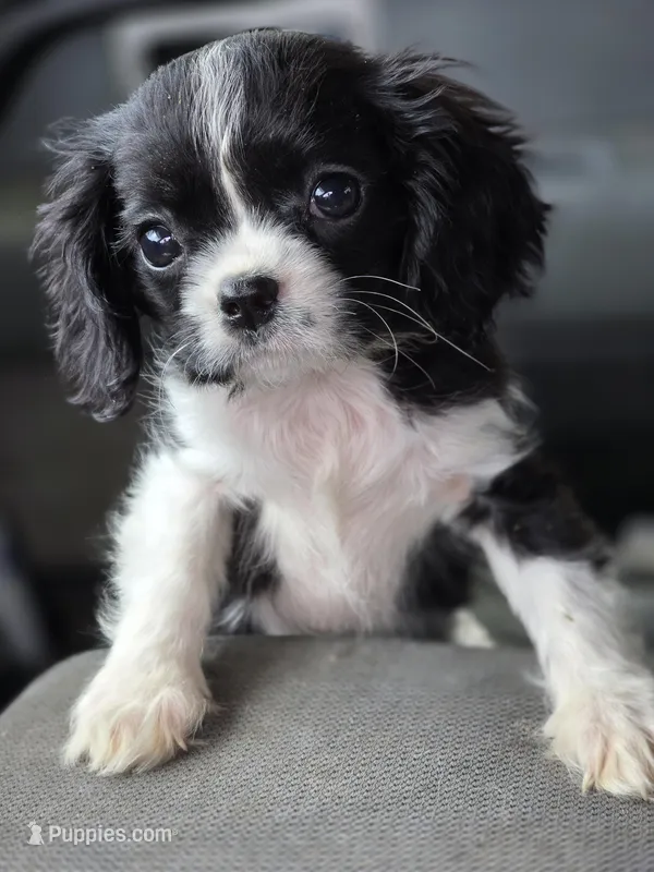Tiny – Cavalier King Charles Spaniel puppy for sale in Arkport, NY