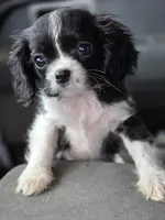 Tiny, a female Cavalier King Charles Spaniel for sale in Arkport, NY – 1 of 1