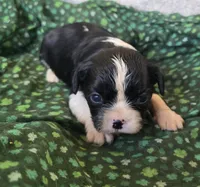 Black and white G, a female Cavalier King Charles Spaniel for sale in Arkport, NY – Photo 2 of 2