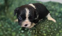 Black and white G, a female Cavalier King Charles Spaniel for sale in Arkport, NY – Photo 1 of 2