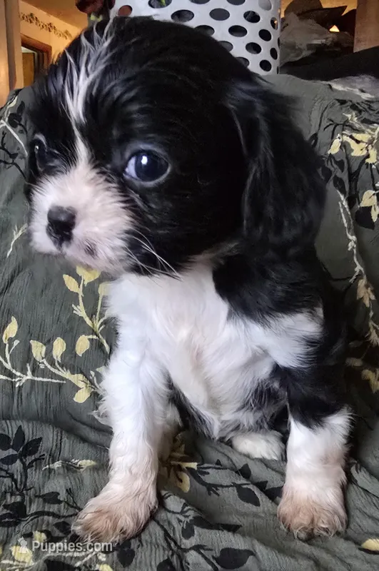 Tiny – Cavalier King Charles Spaniel puppy for sale in Arkport, NY