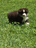 Gemma, a female Australian Shepherd for sale in Arkport, NY – 3 of 3