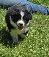 Glow, a female Australian Shepherd for sale in Arkport, NY – 5 of 5