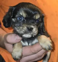 Eve, a female Cavalier King Charles Spaniel for sale in Arkport, NY – 3 of 3