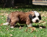 BLAKE, a male Saint Bernard for sale in Turlock, CA – 4 of 4