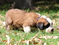 BLAKE, a male Saint Bernard for sale in Turlock, CA – 2 of 4