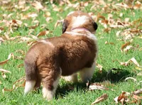PAYTON, a female Saint Bernard for sale in Turlock, CA – 4 of 4