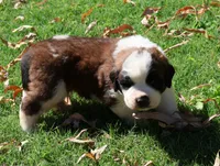 GENESIS, a male Saint Bernard for sale in Turlock, CA – 5 of 5