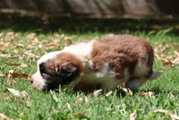 YUKI, a female Saint Bernard for sale in Turlock, CA – 3 of 4