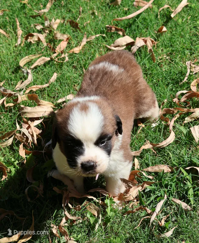 PAYTON – Saint Bernard puppy for sale in Turlock, CA