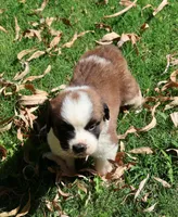 PAYTON, a female Saint Bernard for sale in Turlock, CA – 1 of 4