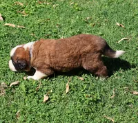 GIDEON, a male Saint Bernard for sale in Turlock, CA – 5 of 5