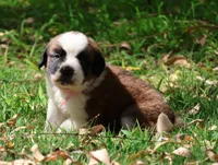 PAYTON, a female Saint Bernard for sale in Turlock, CA – 3 of 4