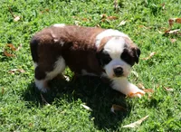 GENESIS, a male Saint Bernard for sale in Turlock, CA – 1 of 5