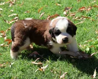 GENESIS, a male Saint Bernard for sale in Turlock, CA – 4 of 5