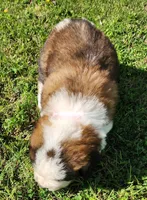 PINK, a female Saint Bernard for sale in Turlock, CA – Photo 6 of 7