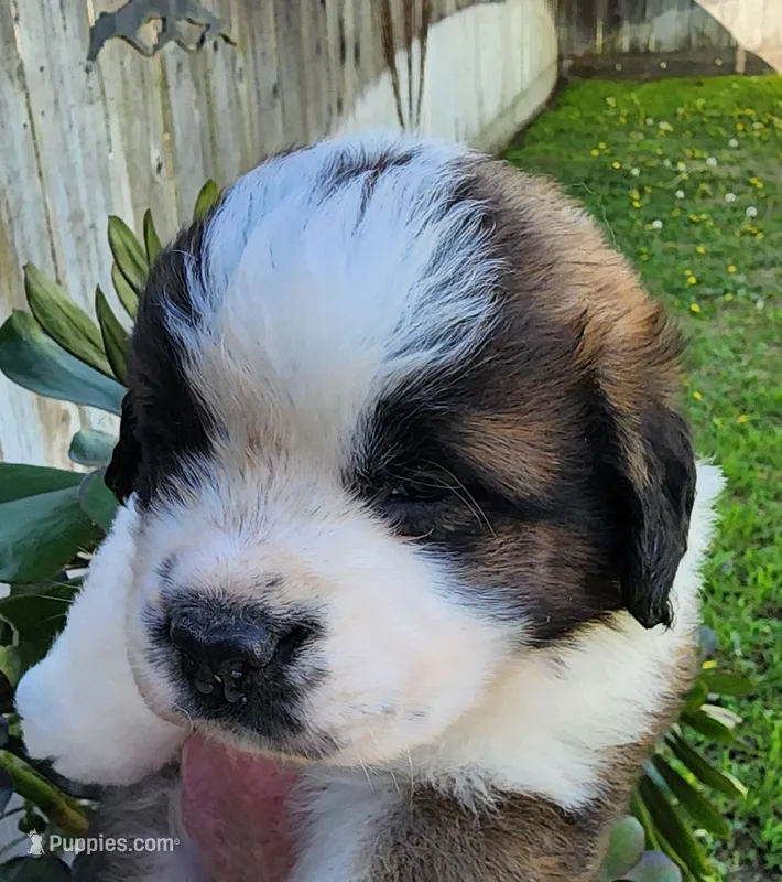 PINK – Saint Bernard puppy for sale in Turlock, CA