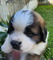 PINK, a female Saint Bernard for sale in Turlock, CA – Photo 1 of 7