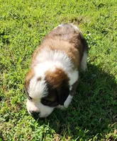 PINK, a female Saint Bernard for sale in Turlock, CA – Photo 4 of 7