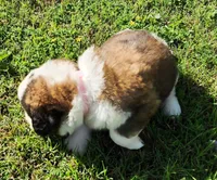 PINK, a female Saint Bernard for sale in Turlock, CA – Photo 5 of 7