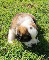 PINK, a female Saint Bernard for sale in Turlock, CA – Photo 3 of 7