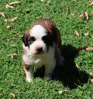 OPAL, a female Saint Bernard for sale in Turlock, CA – 2 of 4