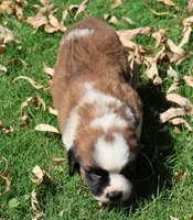 PAYTON, a female Saint Bernard for sale in Turlock, CA – 2 of 4