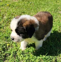 GREEN, a male Saint Bernard for sale in Turlock, CA – Photo 2 of 6