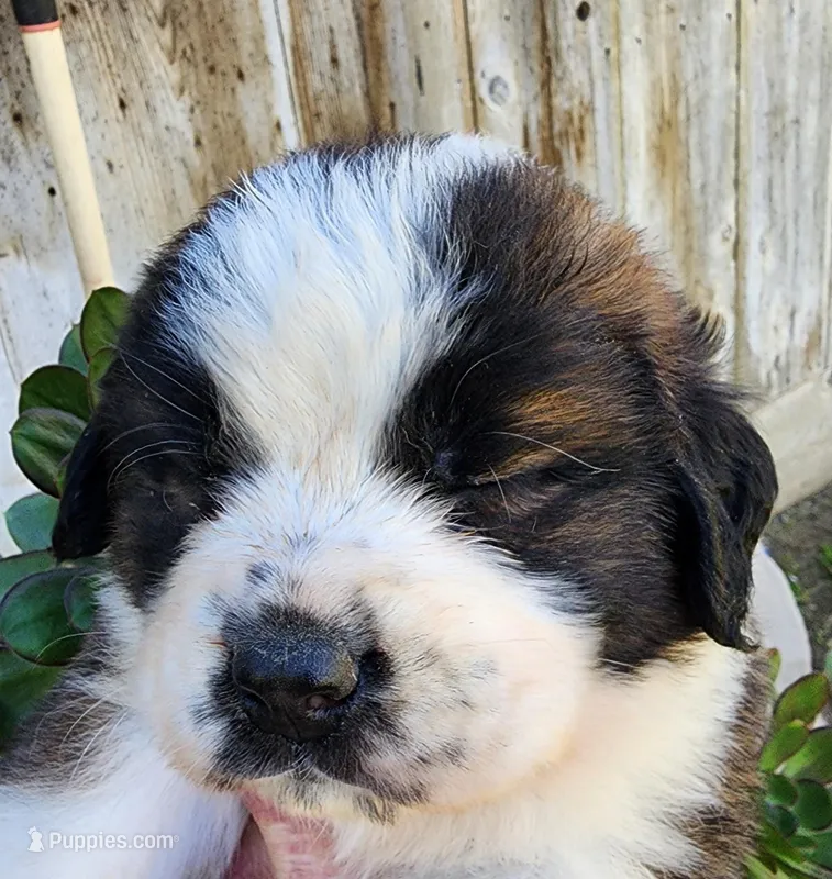 GREEN – Saint Bernard puppy for sale in Turlock, CA