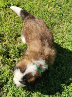 GREEN, a male Saint Bernard for sale in Turlock, CA – Photo 6 of 6