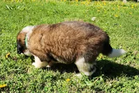 GREEN, a male Saint Bernard for sale in Turlock, CA – Photo 5 of 6