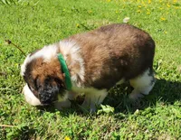 GREEN, a male Saint Bernard for sale in Turlock, CA – Photo 3 of 6