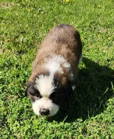 GREEN, a male Saint Bernard for sale in Turlock, CA – Photo 4 of 6
