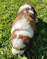 BROWN, a male Saint Bernard for sale in Turlock, CA – Photo 7 of 10