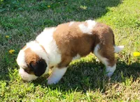 BROWN, a male Saint Bernard for sale in Turlock, CA – Photo 3 of 10