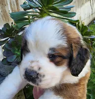 BROWN, a male Saint Bernard for sale in Turlock, CA – Photo 5 of 10