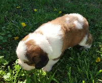 BROWN, a male Saint Bernard for sale in Turlock, CA – Photo 4 of 10