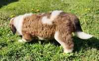 BROWN, a male Saint Bernard for sale in Turlock, CA – Photo 10 of 10