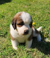 BROWN, a male Saint Bernard for sale in Turlock, CA – Photo 1 of 10
