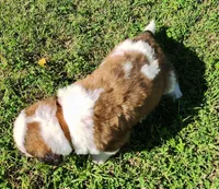 BROWN, a male Saint Bernard for sale in Turlock, CA – Photo 6 of 10