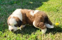BROWN, a male Saint Bernard for sale in Turlock, CA – Photo 2 of 10