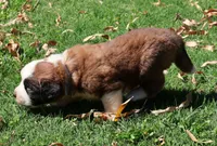 GIDEON, a male Saint Bernard for sale in Turlock, CA – 3 of 5