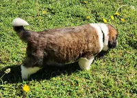 BLACK, a male Saint Bernard for sale in Turlock, CA – Photo 3 of 6