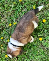 BLACK, a male Saint Bernard for sale in Turlock, CA – Photo 5 of 6