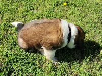 BLACK, a male Saint Bernard for sale in Turlock, CA – Photo 4 of 6