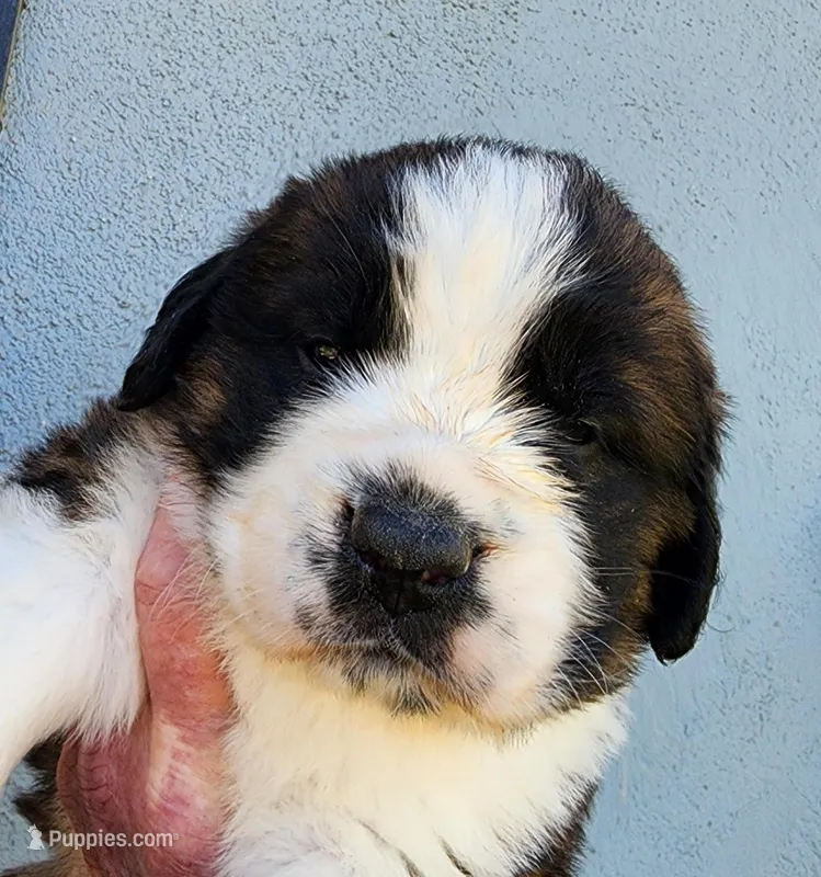 BLACK – Saint Bernard puppy for sale in Turlock, CA